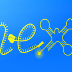 11 salaried PhD positions across six European countries through nEXt-RNA